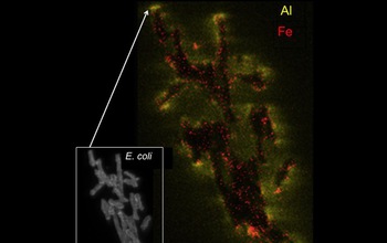 E.coli bacteria cluster, showing attack of the bacterial membrane (yellow).